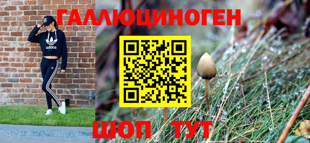 Псилоцибиновые грибы Cubensis  Нижний Новгород 